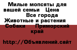 Милые мопсяты для вашей семьи › Цена ­ 20 000 - Все города Животные и растения » Собаки   . Приморский край